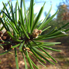 Load image into Gallery viewer, Jack Pine