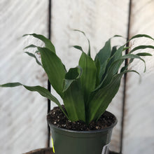 Load image into Gallery viewer, Dracaena Janet Craig Compacta