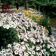 Load image into Gallery viewer, Petunia Tidal Wave® Silver