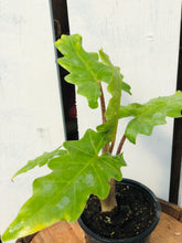 Load image into Gallery viewer, Alocasia 'Boa'