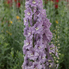 Load image into Gallery viewer, Delphinium x cultorum 'Cherry Fountain'