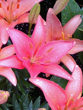 Load image into Gallery viewer, Lilium asiatica 'Tiny Pearl'