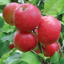 Load image into Gallery viewer, Honeycrisp Apple