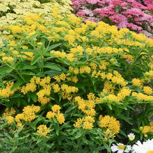 Load image into Gallery viewer, Asclepias tuberosa 'Hello Yellow'