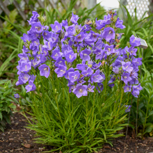 Load image into Gallery viewer, Campanula persicifolia 'Takion Blue'