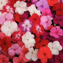 Load image into Gallery viewer, Impatiens Super Elfin® XP Formula Mix