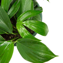 Load image into Gallery viewer, Epipremnum pinnatum