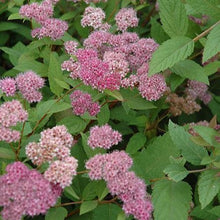 Load image into Gallery viewer, Spirea Froebelii