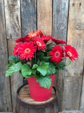 Load image into Gallery viewer, Gerbera Daisy