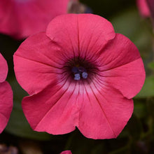 Load image into Gallery viewer, Petunia Tidal Wave® Hot Pink
