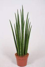Load image into Gallery viewer, Sansevieria Fernwood