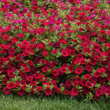 Load image into Gallery viewer, Petunia Wave® Carmine Velour