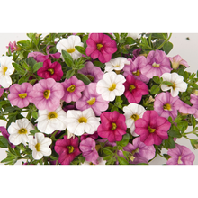 Load image into Gallery viewer, Confetti Garden Hawaiian Pink Fusion