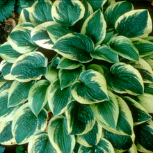 Load image into Gallery viewer, Hosta 'Wide Brim'