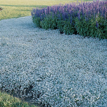 Load image into Gallery viewer, Dichondra Silver Falls