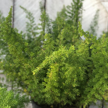 Load image into Gallery viewer, Foxtail Fern