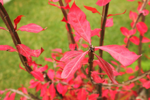 Load image into Gallery viewer, Burning Bush