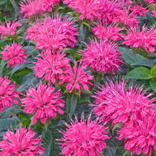 Load image into Gallery viewer, Monarda didyma 'Balmy Pink'