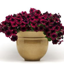 Load image into Gallery viewer, Petunia Easy Wave® Burgundy Velour