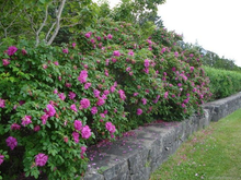 Load image into Gallery viewer, Hansa Rose