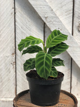 Load image into Gallery viewer, Calathea ' Zebrina'