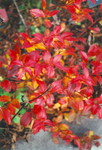 Load image into Gallery viewer, Northcountry Blueberry
