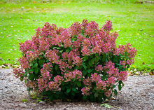 Load image into Gallery viewer, Hydrangea Quick Fire