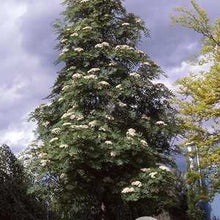 Load image into Gallery viewer, Skybound Mountain Ash