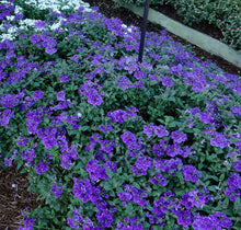 Load image into Gallery viewer, Verbena Vanessa Purple