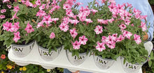Load image into Gallery viewer, 10 - 4” Vista Pots
