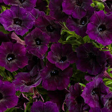 Load image into Gallery viewer, 10 - 4” Vista Pots
