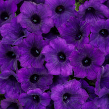 Load image into Gallery viewer, 10 - 4” Vista Pots
