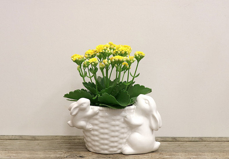 Bunny Pot with Assorted Tropical Plant