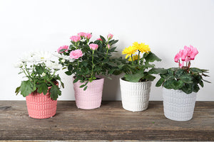 Amanda Ceramic Potted Plants