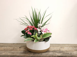 White Woven Ceramic Planted with Tropicals