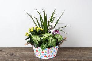 Large Metal Spring Dots Planter with Tropicals