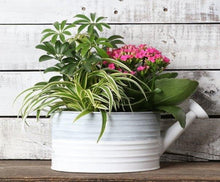 Load image into Gallery viewer, Oval Watering Can with Tropicals
