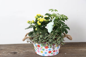 Metal Spring Dots Planter with Tropicals