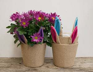 Burlap Bunny Ears Potted Mums - 6"