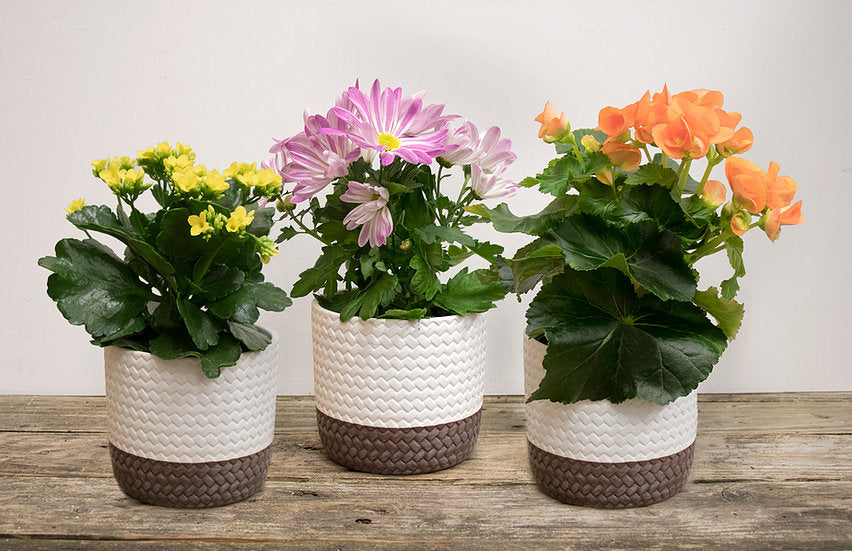 White Woven Ceramic Pot with Assorted Plant