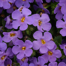 Load image into Gallery viewer, Bacopa MegaCopa Blue
