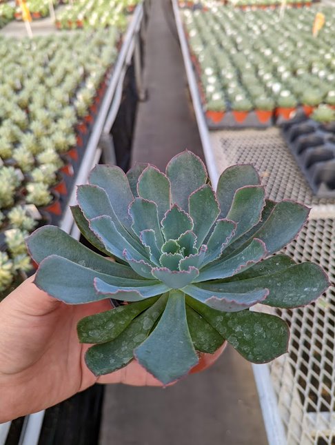 morning dew succulent Echeveria Morning Dew – Loweys Produce