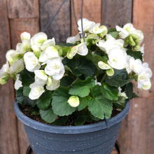 Load image into Gallery viewer, Begonia Baskets
