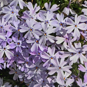 Phlox subulata 'Spring Lilac'