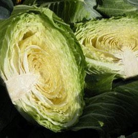 Big Flat Head Cabbage