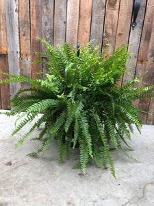 Boston Fern