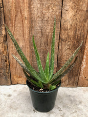 Aloe Vera