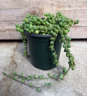 String of Pearls