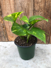 Golden Pothos