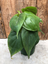 Load image into Gallery viewer, Philodendron Cordatum
